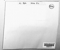 Karstenula hirta image